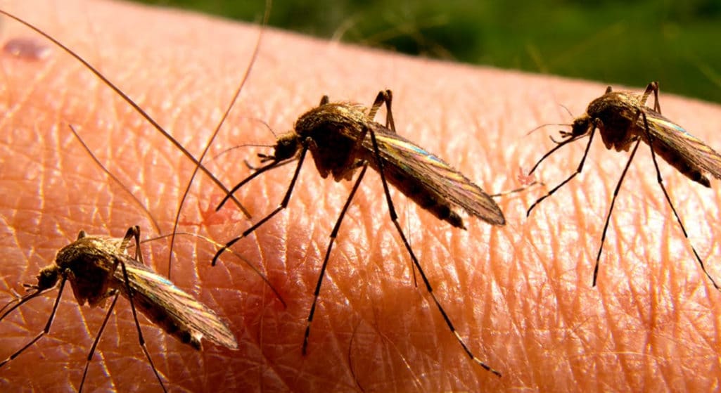 Μέτρα για να προφυλάσσεστε από τα κουνούπια, ώστε να μειωθεί ο κίνδυνος λοίμωξης από τον ιό του Δυτικού Νείλου, σε περίπτωση επανακυκλοφορίας του ιού δίνει ο Εθνικός Οργανισμός Δημόσιας Υγείας (ΕΟΔΥ).