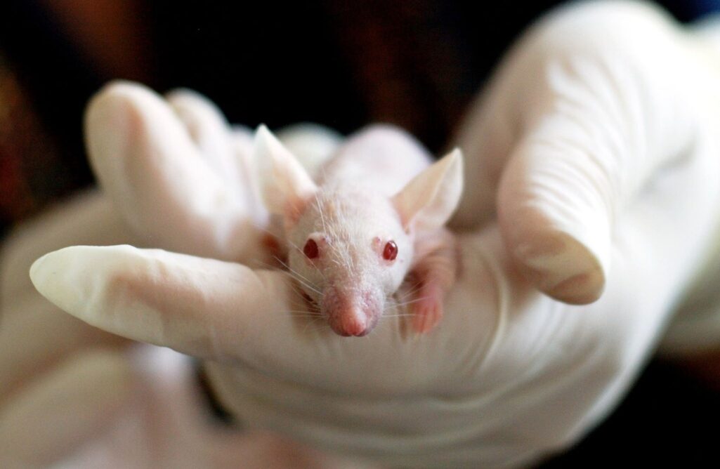 «Επιστήμονες δημιούργησαν ποντίκια από δύο πατεράδες αφού έφτιαξαν ωάρια από αρσενικά κύτταρα».
