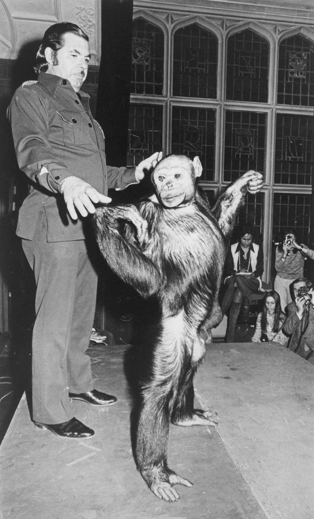 Τον αποκαλούσαν «υβρίδιο» ανθρώπου και χιμπατζή (humanzee) και ήταν μοναδικός του είδους του.