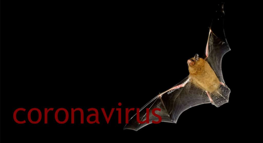 Νυχτερίδες με κορωνοϊούς γενετικά παρόμοιους με τον κορωνοΐό SARS-CoV-2 και ικανούς να μολύνουν τους ανθρώπους, ανακαλύφθηκαν στο Λάος, στη Νοτιοανατολική Ασία. 