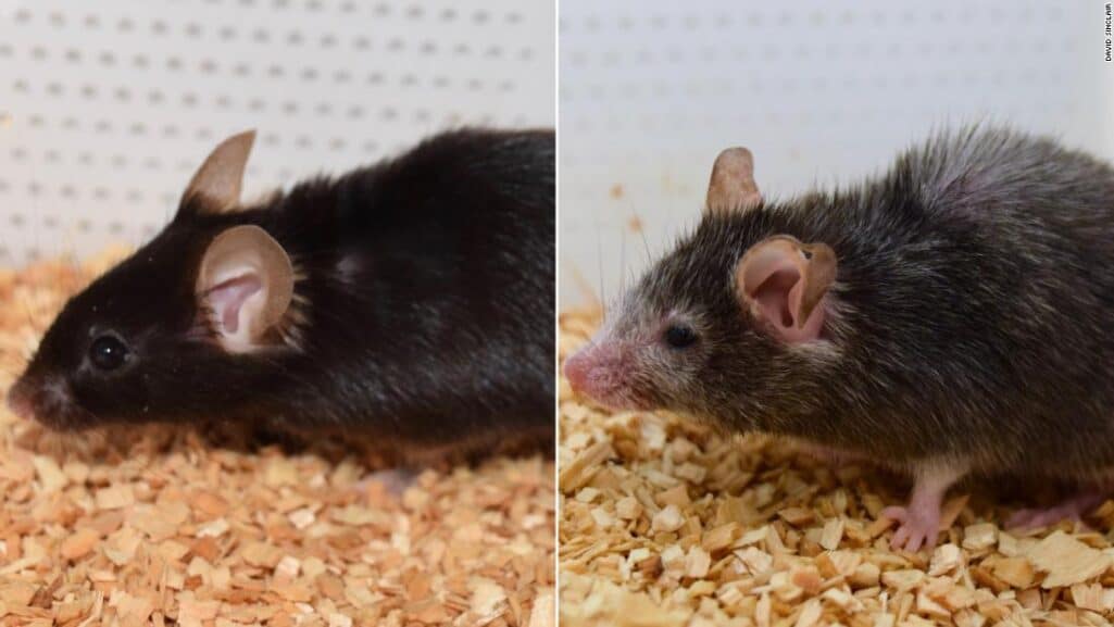 Στο εργαστήριο του μοριακού βιολόγου Ντέιβιντ Σινκλέρ στην Ιατρική Σχολή του Χάρβαρντ, τα γερασμένα ποντίκια αποκτούν και πάλι τη νεότητά τους.